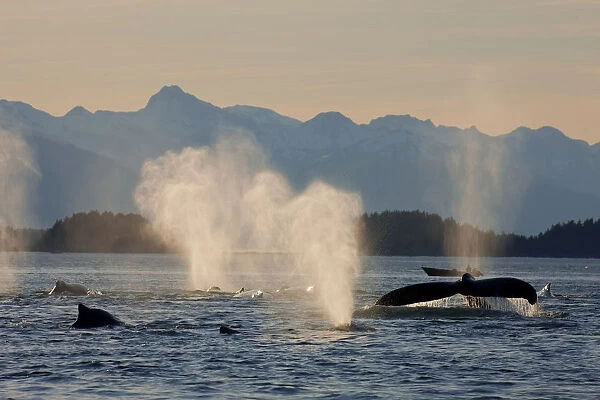 Pod Of Humpbacks Feeds Along The Shoreline Of Admiralty Island In Alaskas Inside Passage At Sunset