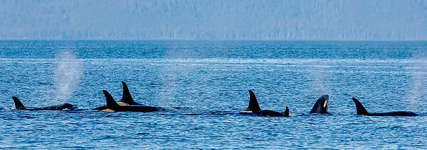 A pod of killer whales swimming at the surface of the water