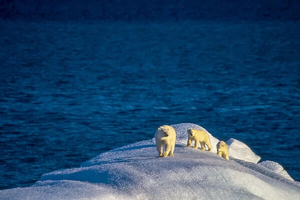 A polar bear with her two cubs on an ice formation