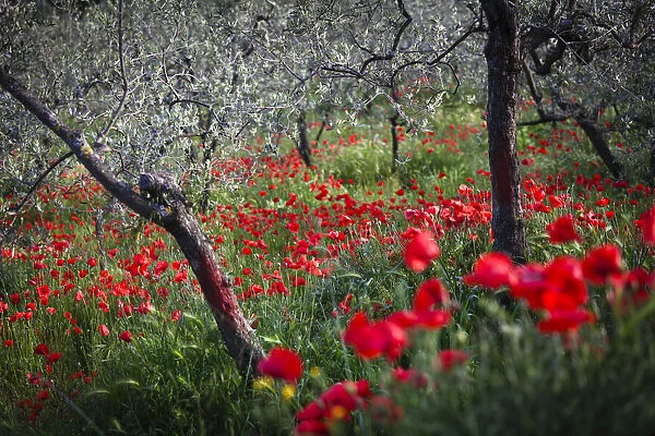 Poppies, Umbria, Italy