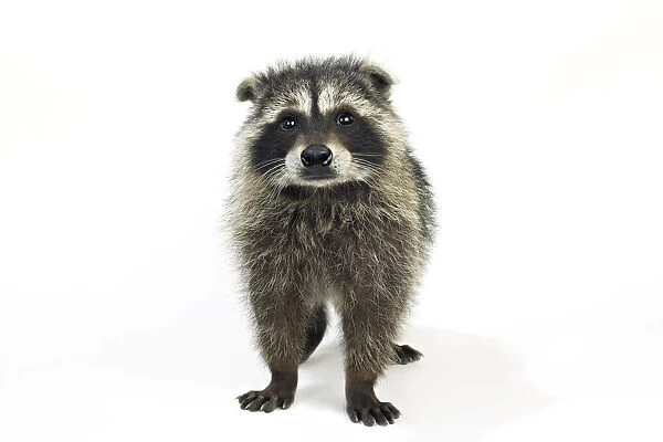 Portrait of Baby Raccoon