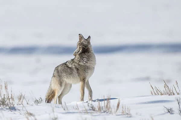Portrait of a coyote standing in a snow covered field howling into the air, YNP, USA