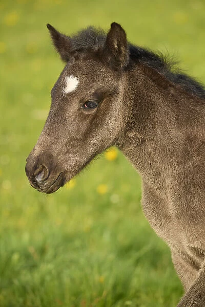 Portrait of a foal on a pasture