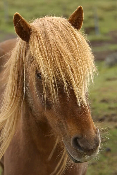 Portrait of an Icelandic horse, Equus scandinavicus