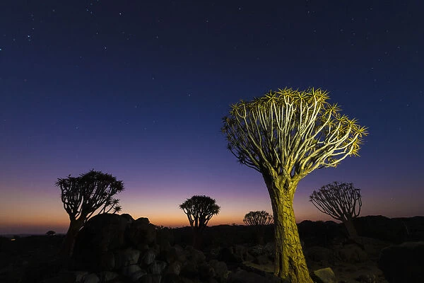 Quiver trees (Aloidendron dichotomum) under a starry sky in the Quiver Tree Forest, near Keetmanshoop; Gariganus, Karas Region, Namibia