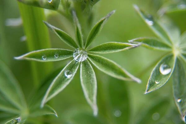 Raindrops on a lupine leaf