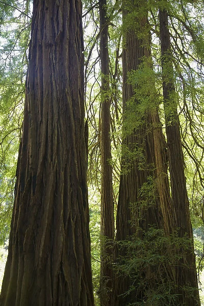 Redwoods In Muir Woods National Monument; Marin County, California, Usa