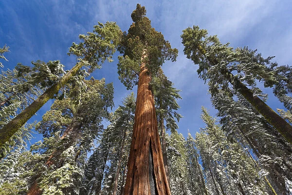 Redwoods in snow, Yosemite National Park, California, USA
