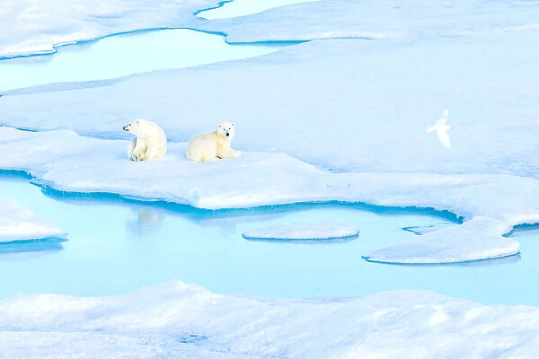 Resting polar bear cubs (Ursus maritimus) on an ice floe while an Ivory Gull flies by, Polar Bear Pass in Lancaster Sound