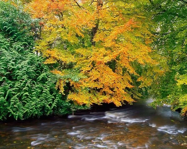 River Camcor In The Fall; Co Offaly, River Camcor, Ireland