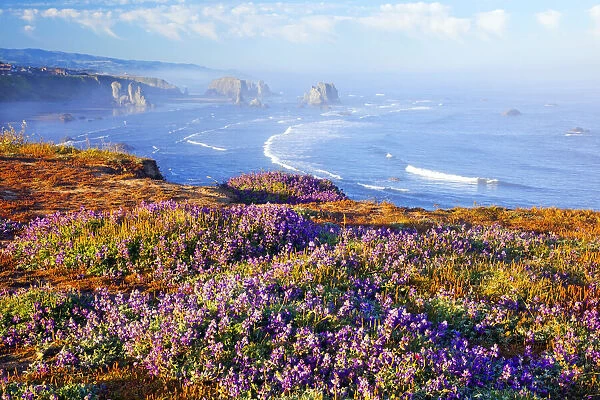Rock formations and wildflowers along the Oregon coast at Bandon State Park, Oregon, USA