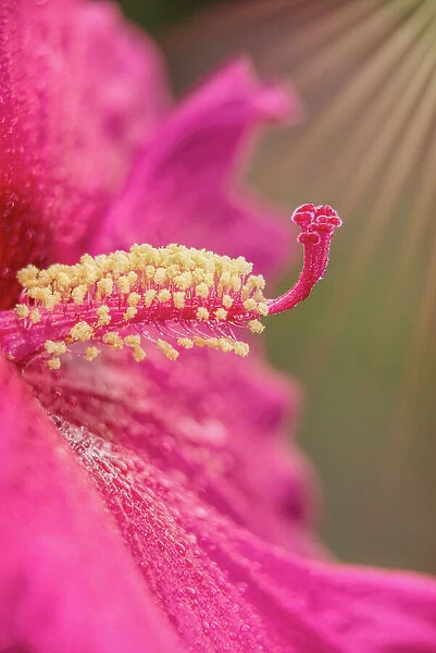 Rose Mallow Hibiscus 'Sweet Caroline', Malvaceae