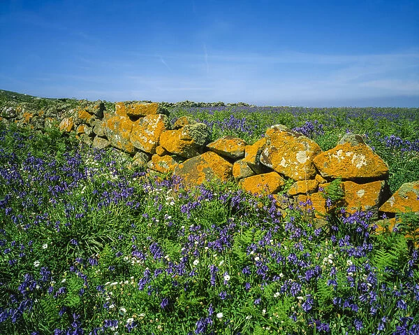 Saltee Islands, County Wexford, Ireland, Stone Wall And Wildflowers