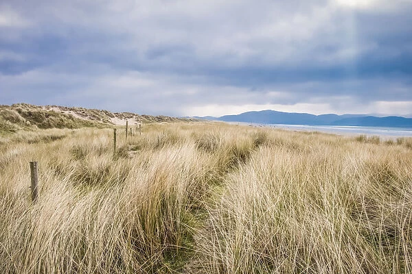 The Sand Dunes Along Inch Beach In The Dingle Peninsula; County Kerry, Ireland