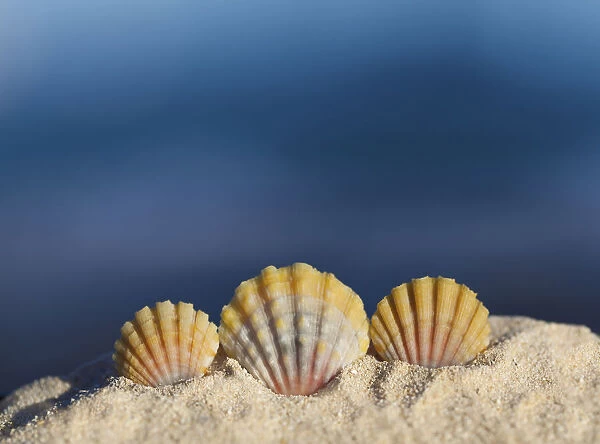 A Set Of Three Rare Hawaiian Sunrise Scallop Seashells, Also Known As pecten Langfordi, In The Sand At The Beach; Honolulu, Oahu, Hawaii, United States Of America