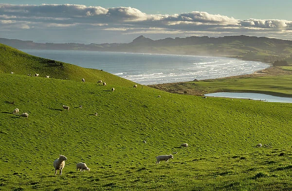 Sheep graze in hillside pastures near Katiki Point