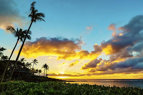 Silhouette of palm trees and restaurant patio, Kapalua Bay at sunset, Ka anapali, Maui, Hawaii, USA