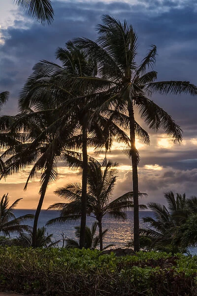 Silhouetted Palm Trees Along The Shoreline With The Sun Setting; Molokai, Hawaii, United States Of America
