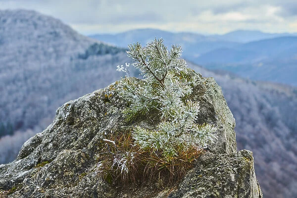 Snowy Scots pine sapling at Mount Vapec, Kleine Fatra, Karpaten, Horna Poruba, Slovakia