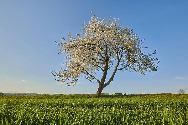 Sour cherry tree in bloom, Bavaria, Germay