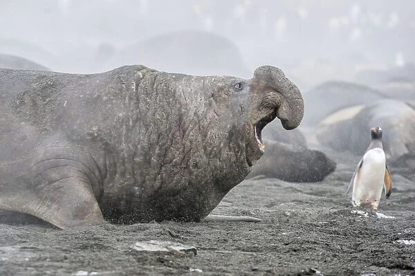 Southern Elephant Seal bull growling at a gentoo penguin on the beach, Antarctica