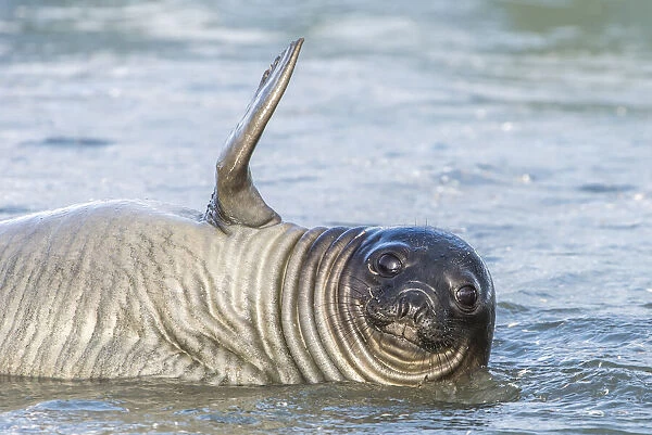 Southern elephant seal pup saying hello