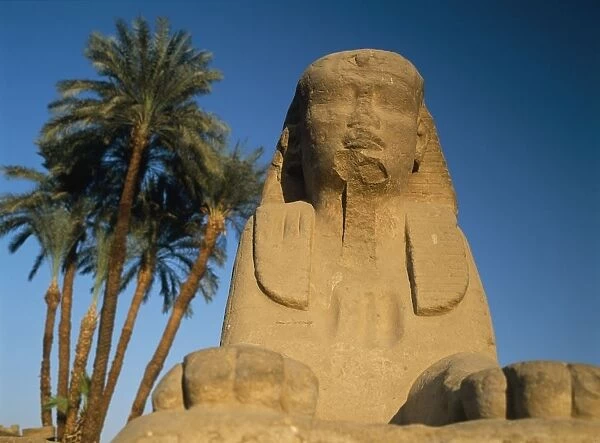 Sphinx Statue In Front Of Date Palms