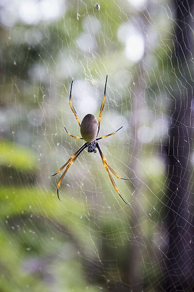 Spider In A Web; Noosa Heads, Queensland, Australia