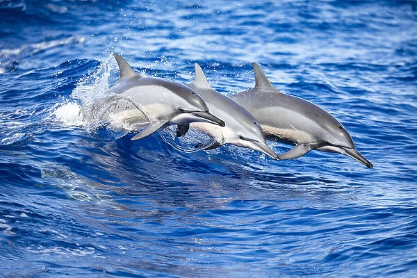 Spinner Dolphins, Pacific Ocean, Hawaii, USA