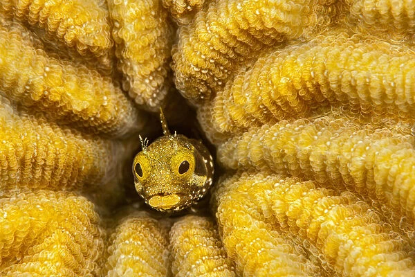 Spinyhead blenny (Acanthemblemaria spinosa) in hard coral; Netherlands Antilles, Bonaire, Caribbean