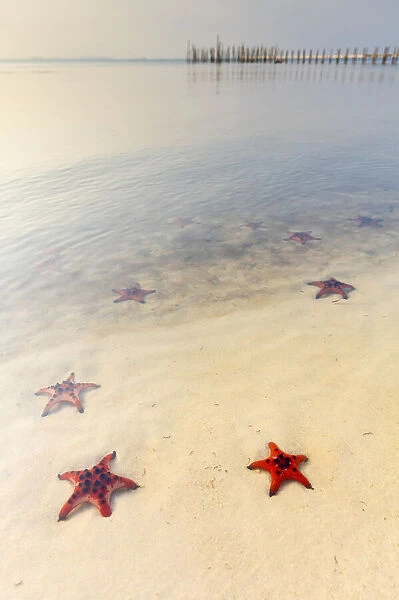 Starfish Beach, Phu Quoc, Vietnam