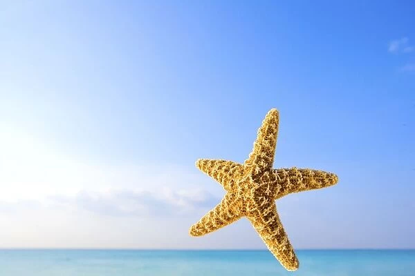 Starfish In Front Of The Ocean
