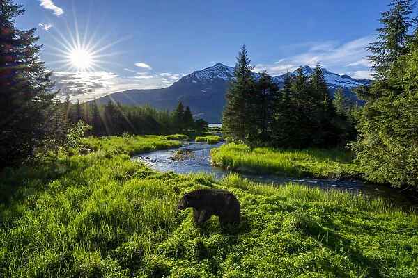 Sun brightly shining over a black bear foraging for food along Steep Creek, The Tongass, Alaska, USA