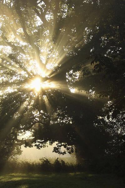 Sunlight Through Tree; Cahir, County Tipperary, Ireland