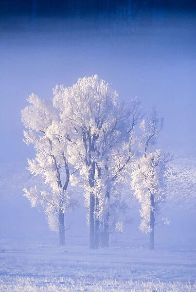 Sunlit, eastern cottonwood trees covered in frost in winter, Yellowstone National Park, USA