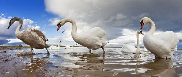 Swans Wading In The Shallow Water; Holy Island, Northumberland, England