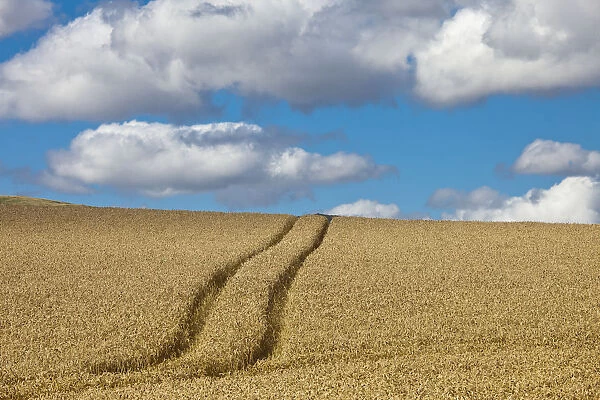 Tire Tracks In A Wheat Field; Scottish Borders, Scotland