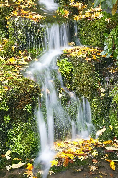 Tranquil cascading water over mossy rock in autumn, Oregon, USA