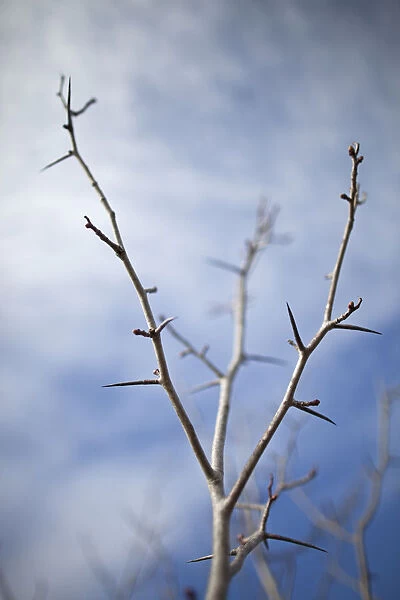 Tree With Buds In Springtime; Milton, Ontario, Canada