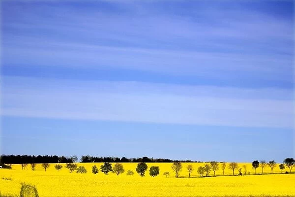 Trees In A Field Of Rapeseed, Yorkshire, England