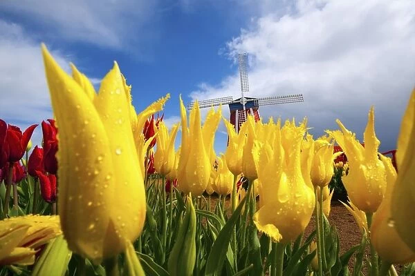 Tulips In A Field And A Windmill At Wooden Shoe Tulip Farm; Woodburn, Oregon, Usa