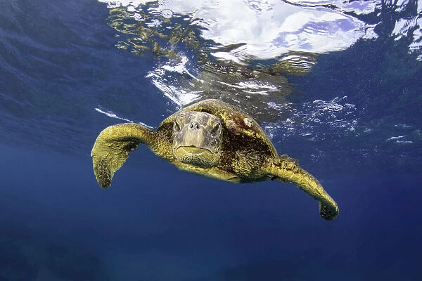 Turtle swimming below the surface of the water and looking at the camera, Hawaii, USA