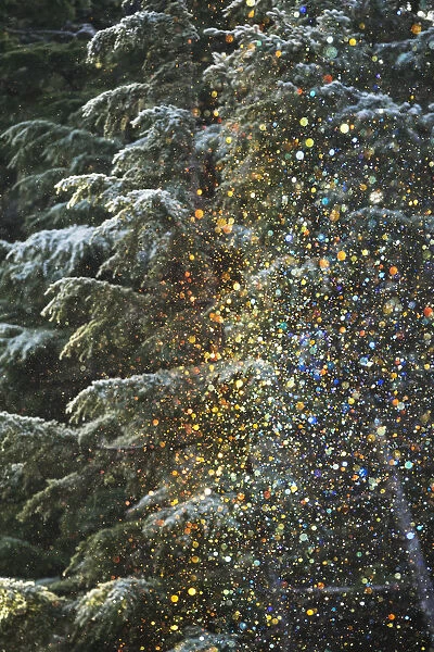 A Very Unusual Situation Of Ice Crystals Falling From Frosted Trees And Sparkling In The Low Afternoon Sunlight Which Then Produced Small Colored Crystals Of Various Rainbow Colours, Crow Creek Road Near Girdwood; Alaska, United States Of America
