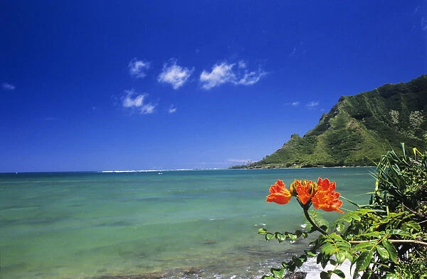 USA, Hawaii, Oahu, Clear Coastline With Bright Orange Flower; Kahana Bay, Lush Green Mountain, Blue Sky