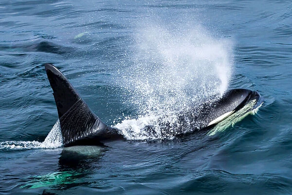 View from above of a killer whale spraying through its blowhole