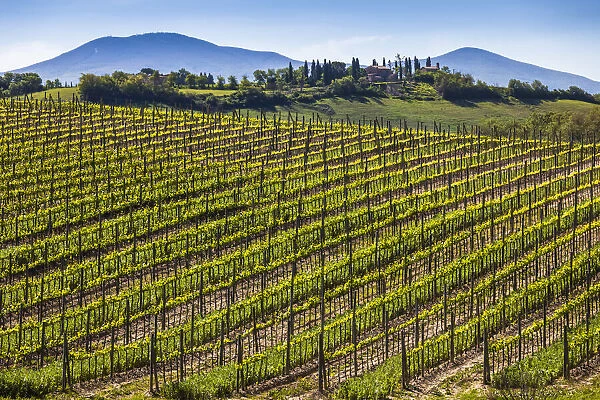 Vineyard, Montalcino, Val d Orcia, Province of Siena, Tuscany, Italy
