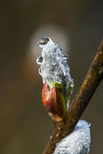 Water Beads Cling To Willow Catkins After A Recent Rain; Astoria, Oregon, United States Of America