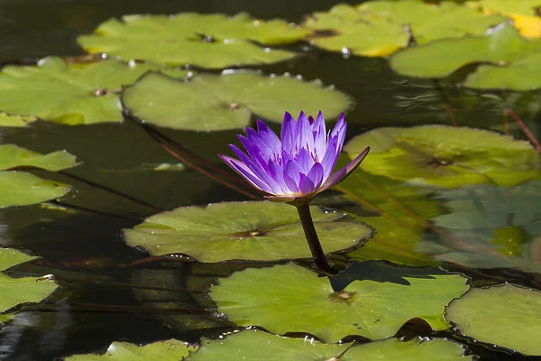 Water Lily In The Bethesda Fountain In Central Park, New York City, New York, United States