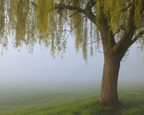 Weeping Willow, Aschaffenburg, Bavaria, Germany