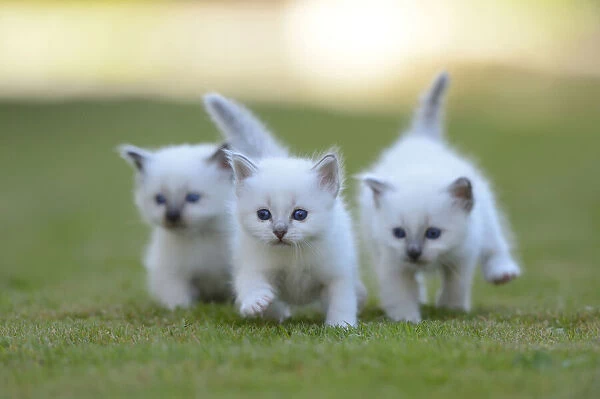 Three White Birman Kittens Running Together Outside on Grass